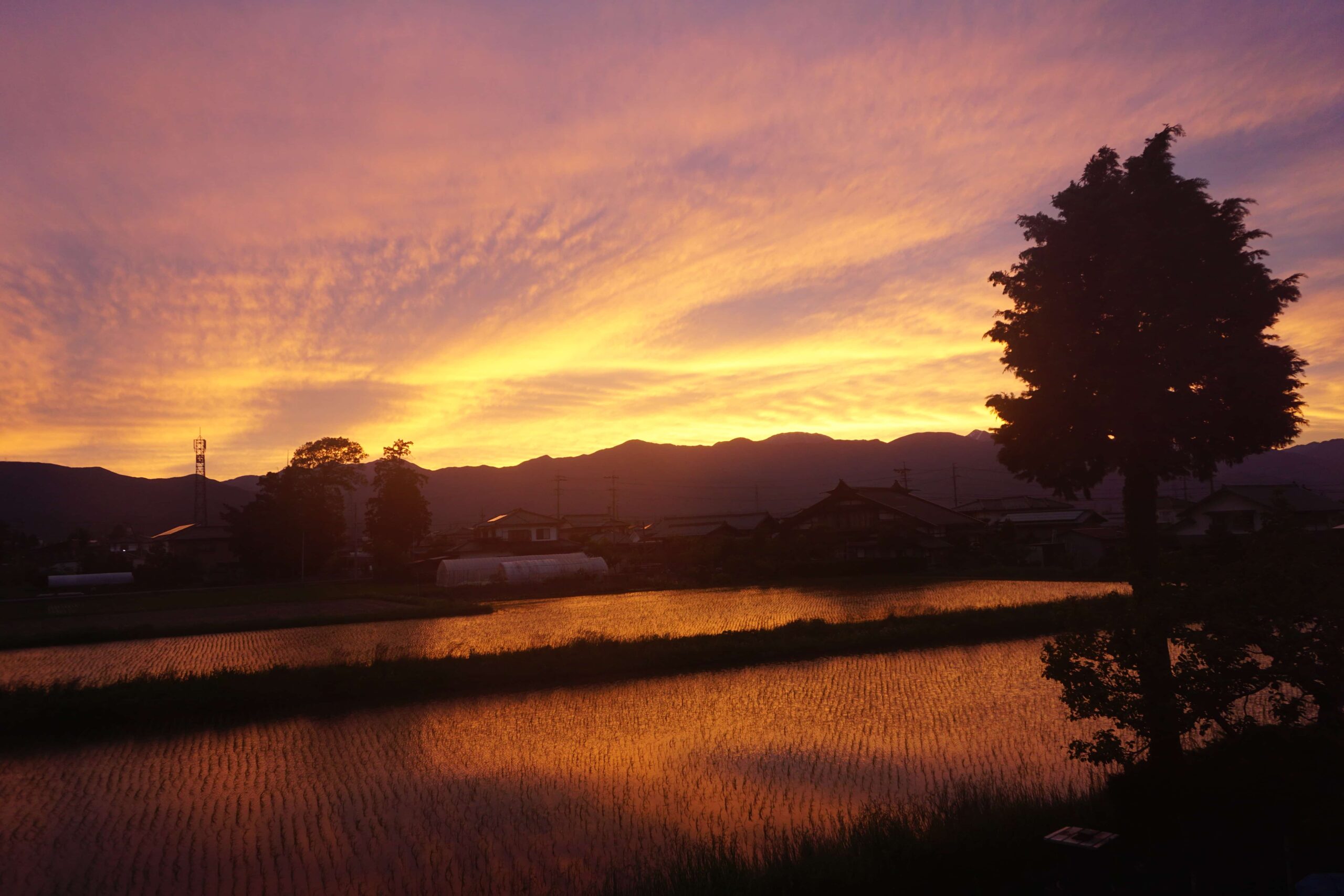 西空燃ゆる、田んぼも萌ゆる